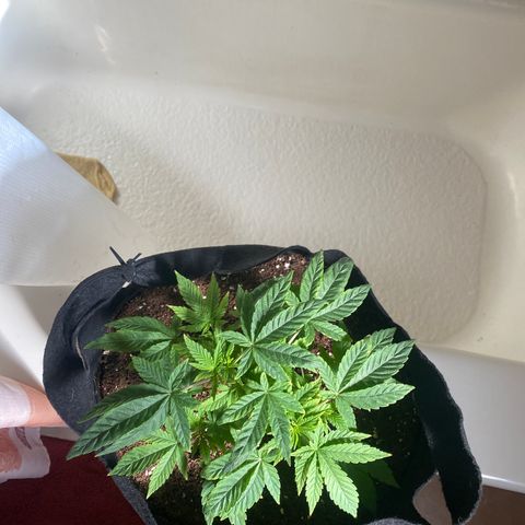 Samson growlog timeline photo