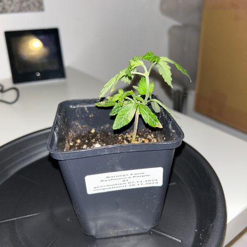 Ayahuasca Purple ( Barney’s farm ) growlog timeline photo