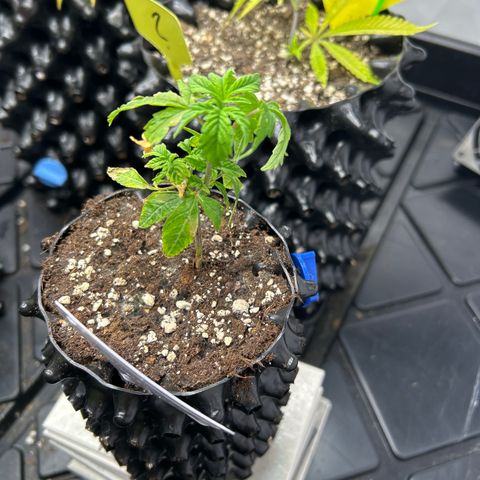 Ayahuasca Purple ( Barney’s farm ) growlog timeline photo