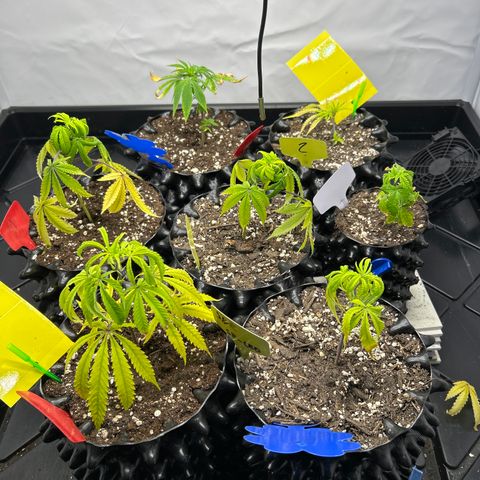 Ayahuasca Purple ( Barney’s farm ) growlog timeline photo