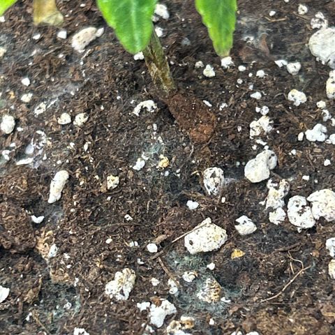 Ayahuasca Purple ( Barney’s farm ) growlog timeline photo