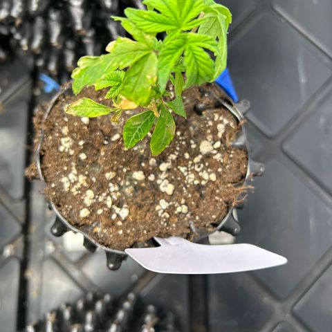 Ayahuasca Purple ( Barney’s farm ) growlog timeline photo