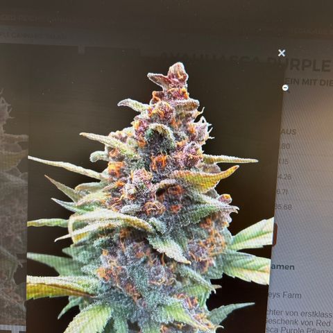 Ayahuasca Purple ( Barney’s farm ) growlog timeline photo