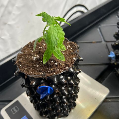 Ayahuasca Purple ( Barney’s farm ) growlog timeline photo