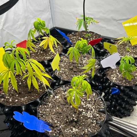 Ayahuasca Purple ( Barney’s farm ) growlog timeline photo
