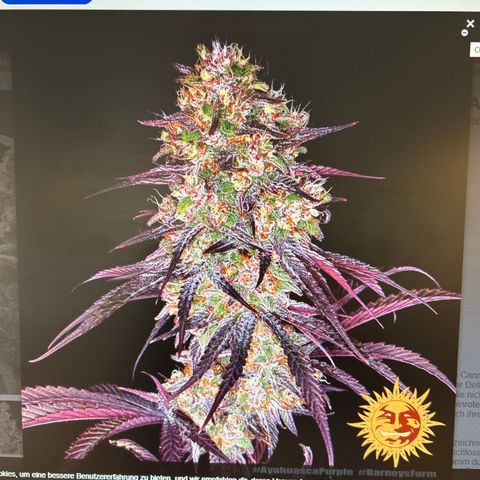 Ayahuasca Purple ( Barney’s farm ) growlog timeline photo