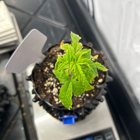 Ayahuasca Purple ( Barney’s farm ) growlog timeline photo