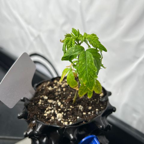 Ayahuasca Purple ( Barney’s farm ) growlog timeline photo
