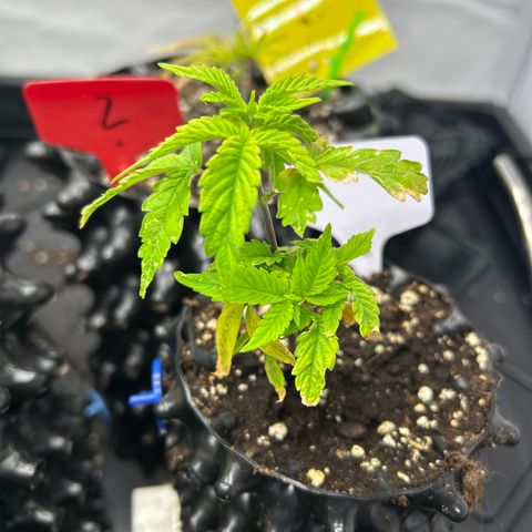 Ayahuasca Purple ( Barney’s farm ) growlog timeline photo