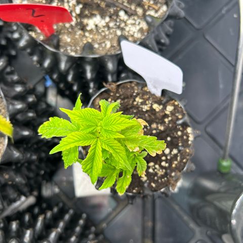 Ayahuasca Purple ( Barney’s farm ) growlog timeline photo