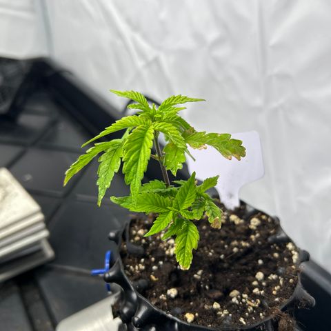 Ayahuasca Purple ( Barney’s farm ) growlog timeline photo