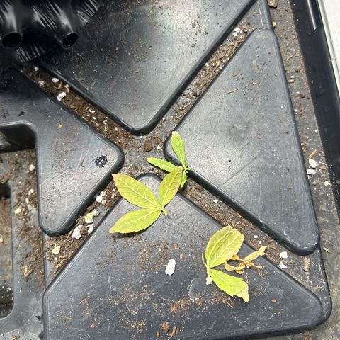 Ayahuasca Purple ( Barney’s farm ) growlog timeline photo