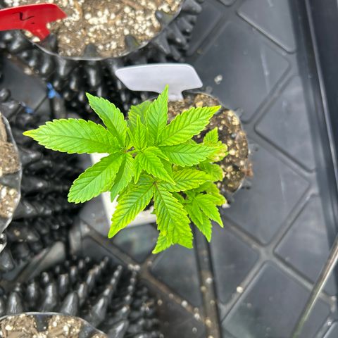 Ayahuasca Purple ( Barney’s farm ) growlog timeline photo