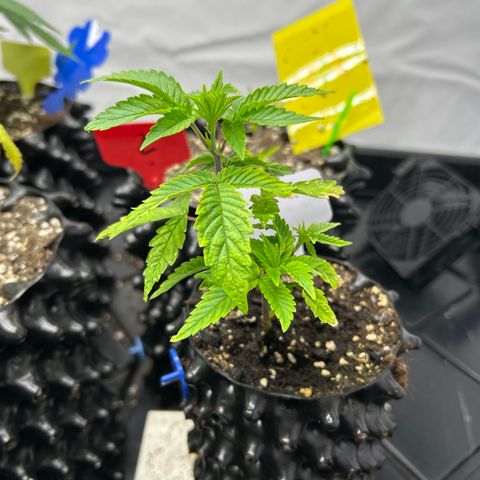 Ayahuasca Purple ( Barney’s farm ) growlog timeline photo