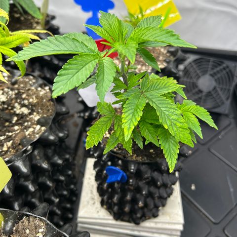Ayahuasca Purple ( Barney’s farm ) growlog timeline photo