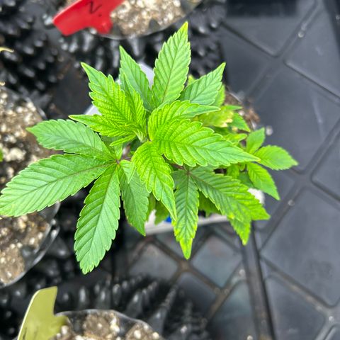 Ayahuasca Purple ( Barney’s farm ) growlog timeline photo