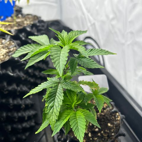 Ayahuasca Purple ( Barney’s farm ) growlog timeline photo