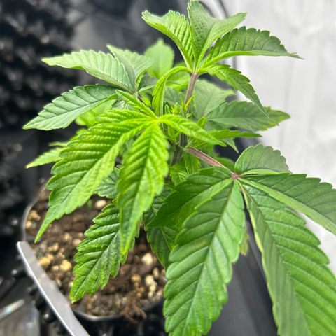 Ayahuasca Purple ( Barney’s farm ) growlog photo: Getoppt und schlechte Blätter entfernt.
Kopf abgedreht 
