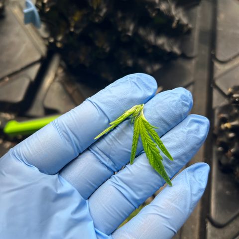 Ayahuasca Purple ( Barney’s farm ) growlog photo: Getoppt und schlechte Blätter entfernt.
Kopf abgedreht 