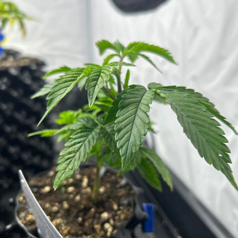 Ayahuasca Purple ( Barney’s farm ) growlog photo: Getoppt und schlechte Blätter entfernt.
Kopf abgedreht 