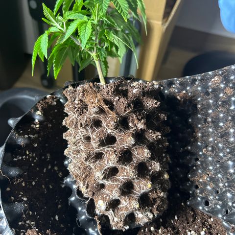 Ayahuasca Purple ( Barney’s farm ) growlog timeline photo