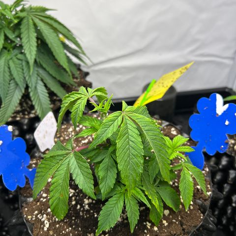Ayahuasca Purple ( Barney’s farm ) growlog timeline photo