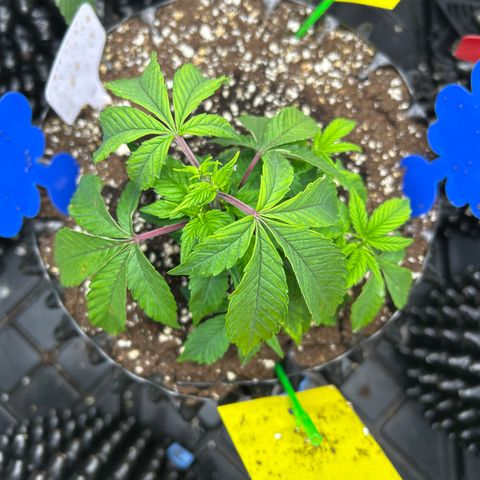 Ayahuasca Purple ( Barney’s farm ) growlog timeline photo