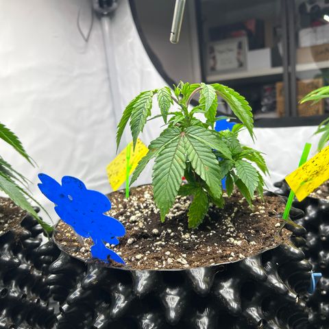 Ayahuasca Purple ( Barney’s farm ) growlog timeline photo