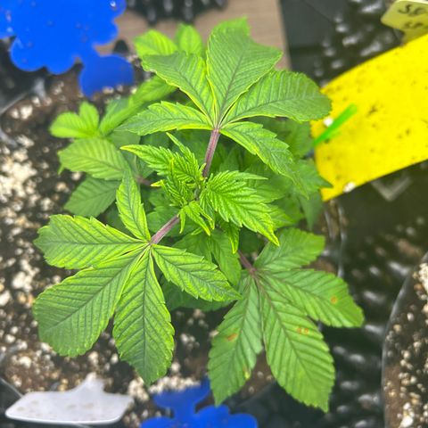 Ayahuasca Purple ( Barney’s farm ) growlog timeline photo