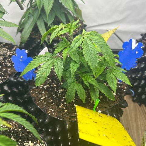 Ayahuasca Purple ( Barney’s farm ) growlog timeline photo
