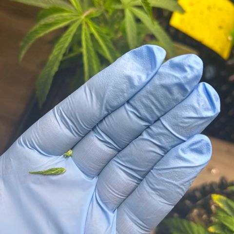 Ayahuasca Purple ( Barney’s farm ) growlog timeline photo