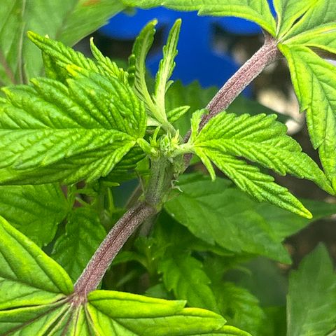 Ayahuasca Purple ( Barney’s farm ) growlog timeline photo