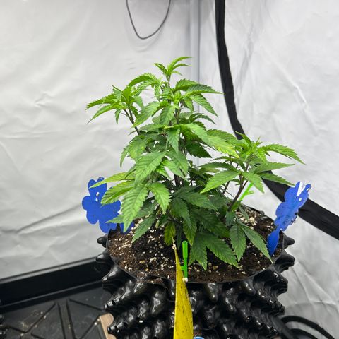 Ayahuasca Purple ( Barney’s farm ) growlog timeline photo