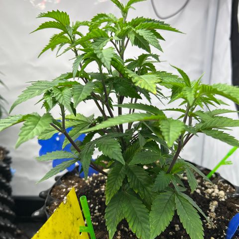 Ayahuasca Purple ( Barney’s farm ) growlog timeline photo