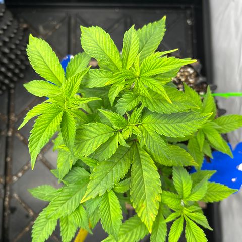 Ayahuasca Purple ( Barney’s farm ) growlog timeline photo