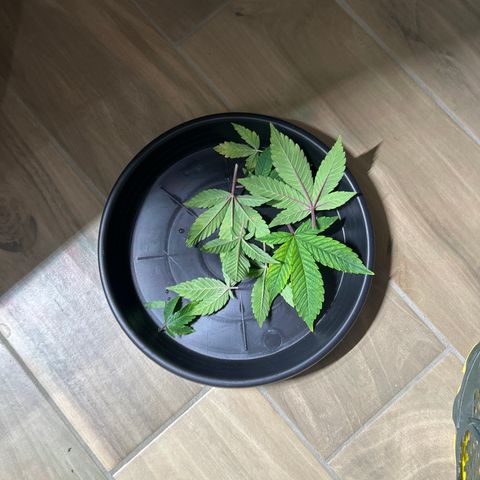Ayahuasca Purple ( Barney’s farm ) growlog photo: Entlaubt 