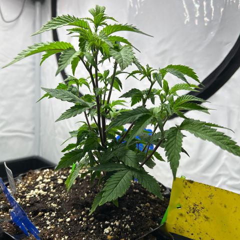 Ayahuasca Purple ( Barney’s farm ) growlog photo: Entlaubt 
