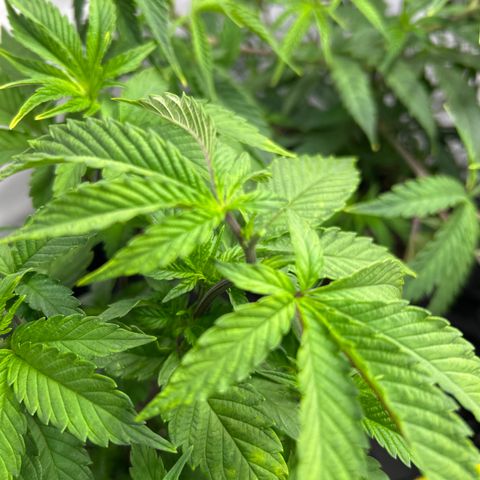 Ayahuasca Purple ( Barney’s farm ) growlog photo: Getoppt
