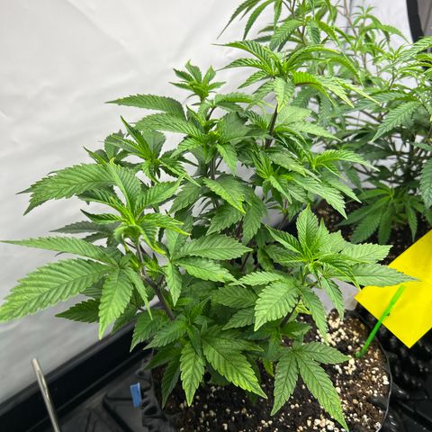 Ayahuasca Purple ( Barney’s farm ) growlog timeline photo