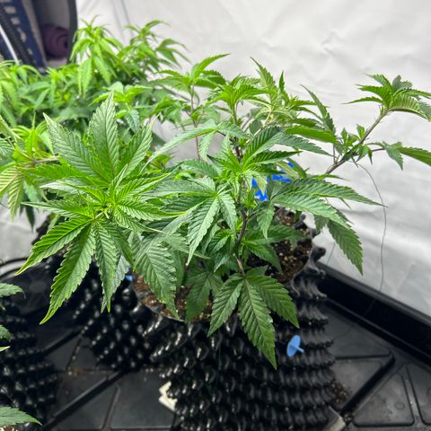 Ayahuasca Purple ( Barney’s farm ) growlog timeline photo