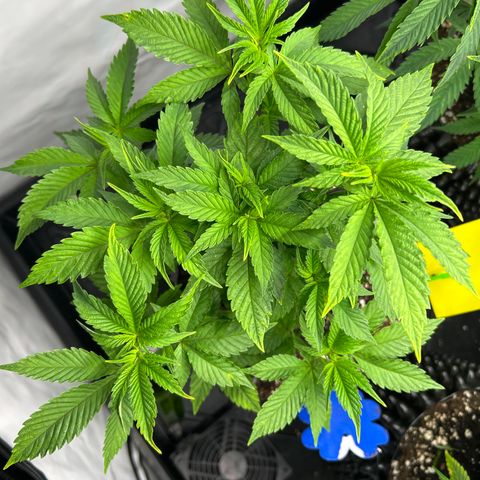 Ayahuasca Purple ( Barney’s farm ) growlog timeline photo
