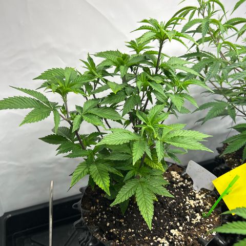 Ayahuasca Purple ( Barney’s farm ) growlog timeline photo