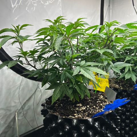 Ayahuasca Purple ( Barney’s farm ) growlog timeline photo