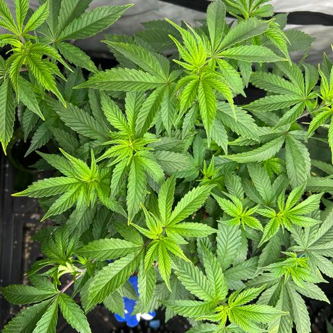 Ayahuasca Purple ( Barney’s farm ) growlog timeline photo