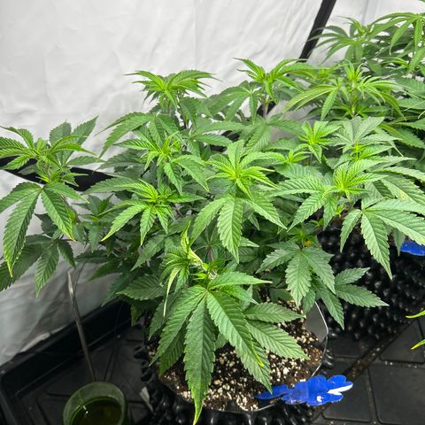 Ayahuasca Purple ( Barney’s farm ) growlog timeline photo