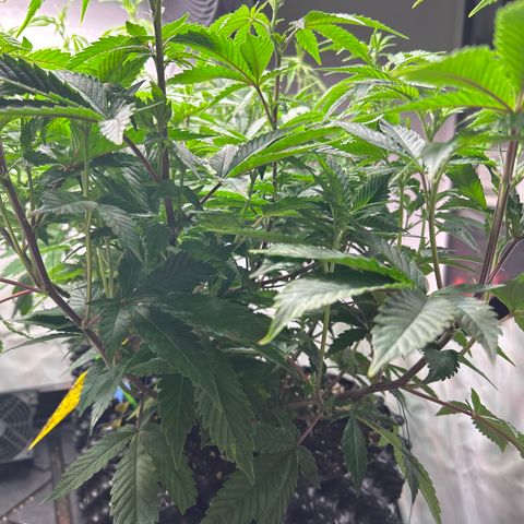 Ayahuasca Purple ( Barney’s farm ) growlog timeline photo