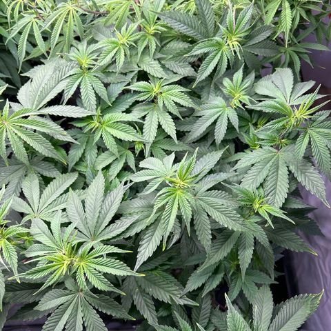 Ayahuasca Purple ( Barney’s farm ) growlog timeline photo