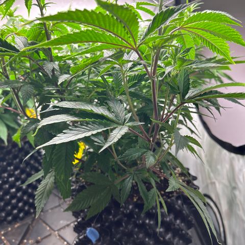 Ayahuasca Purple ( Barney’s farm ) growlog timeline photo