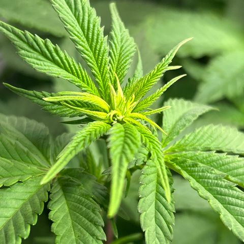 Ayahuasca Purple ( Barney’s farm ) growlog timeline photo