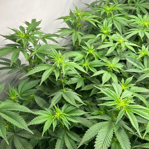 Ayahuasca Purple ( Barney’s farm ) growlog timeline photo